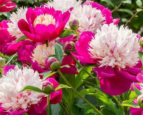 White Cap Peony - Fingering Slub - Okanagan Dye Works